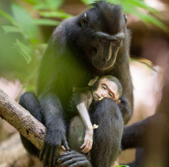 印度尼西亚的苏拉威西国家公园猕猴妈妈紧紧抱着死去的孩子不放