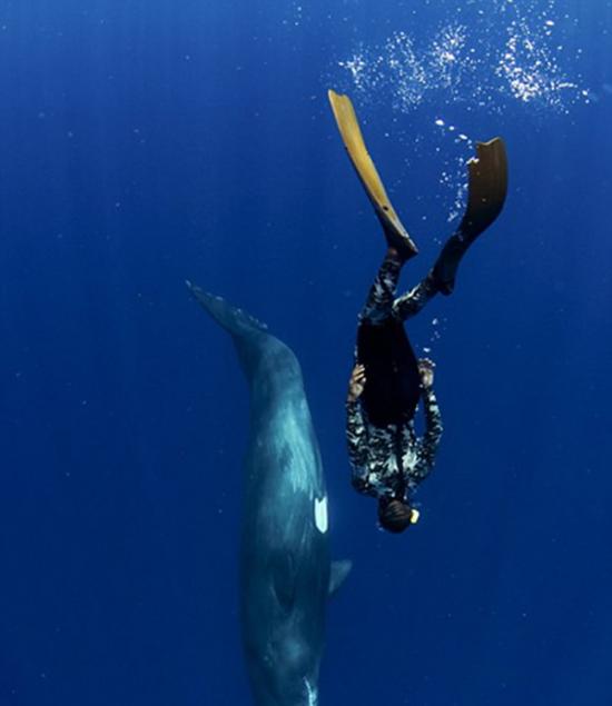 阿曼达说：“和巨头鲸一起自拍是一次令人难以置信的奇妙经历，它们不会伤害人类。”