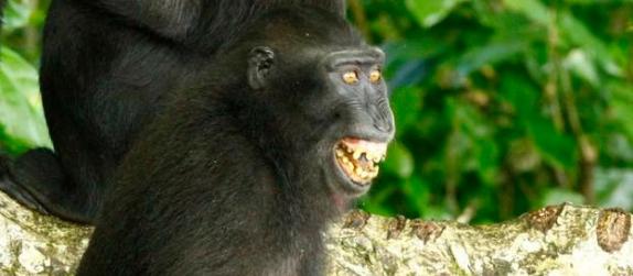 尖叫表情常出现在黑冠猴的冲突中