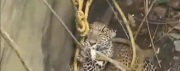 村民用绳索绑着花豹，尝试将它救起。