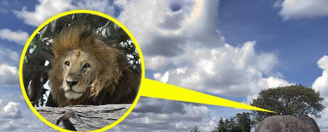 你能找到在坦桑尼亚塞伦盖提草原纳凉的雄狮吗？