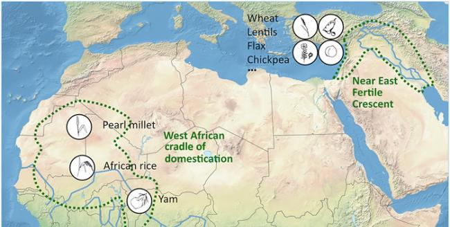 甘薯的基因组分析揭示西非农作物栽培的新摇篮