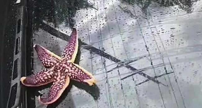 山东省青岛市内下起由虾、章鱼和海星等海洋生物组成的“海鲜雨”