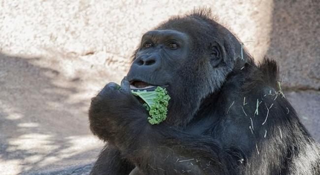 世界最长寿大猩猩Vila以60岁高龄在圣地牙哥野生动物园去世