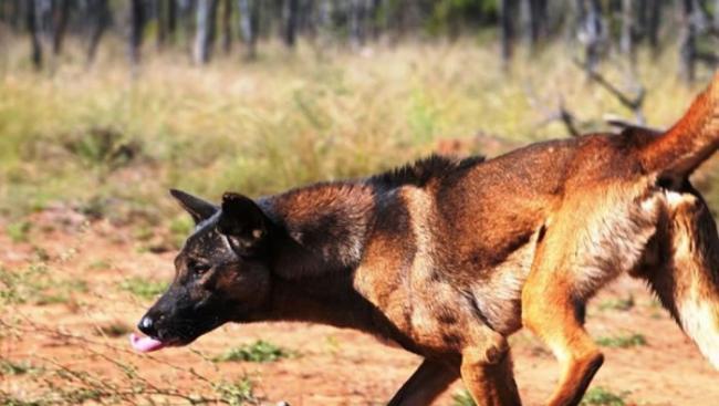 混种野狗在澳洲为患。
