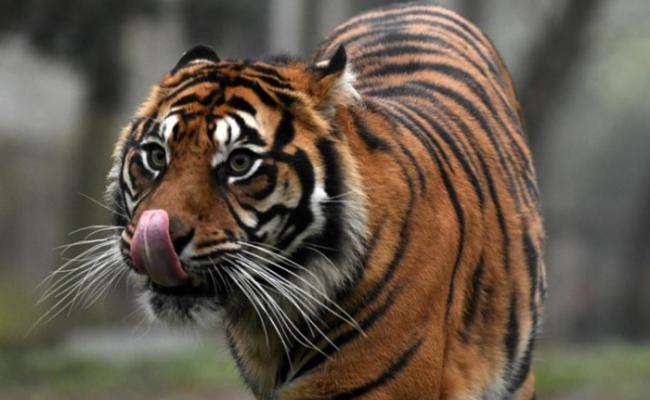 动物园将多只老虎安乐死。（资料图片）