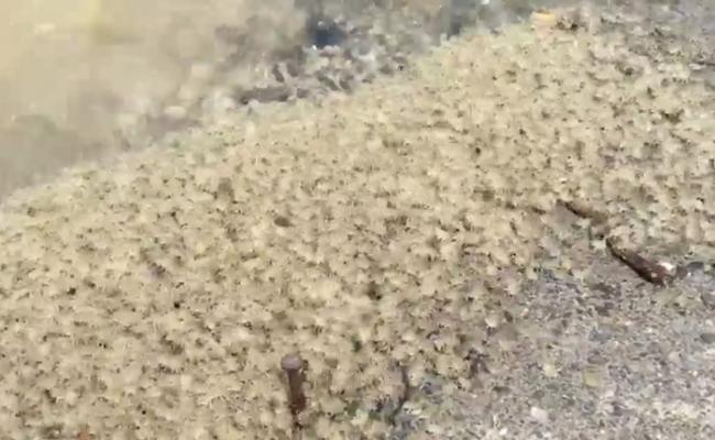 屏东县满洲港口村出现超过10万只“字纹弓蟹”幼蟹回岸的奇景。