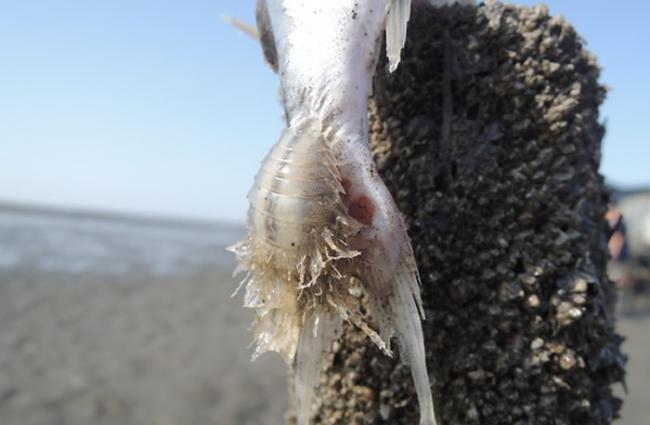 台湾彰化潮间带惊见异形吃死鱼 原来是尖甲水虱吸食泰来海鲶鱼体维生