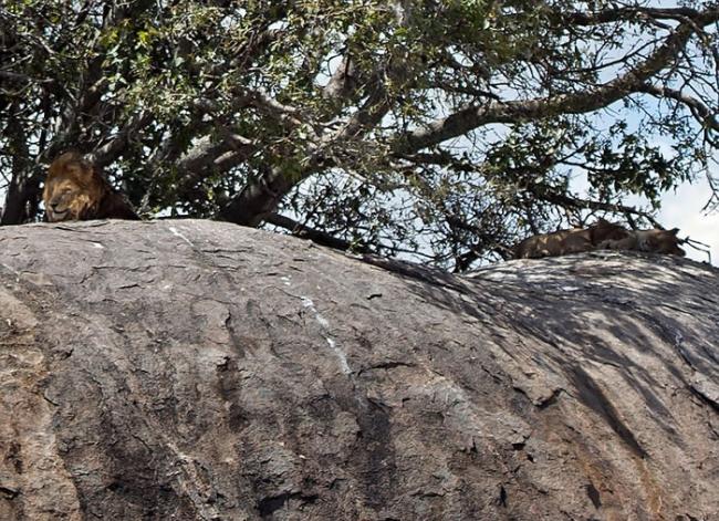 你能找到在坦桑尼亚塞伦盖提草原纳凉的雄狮吗？