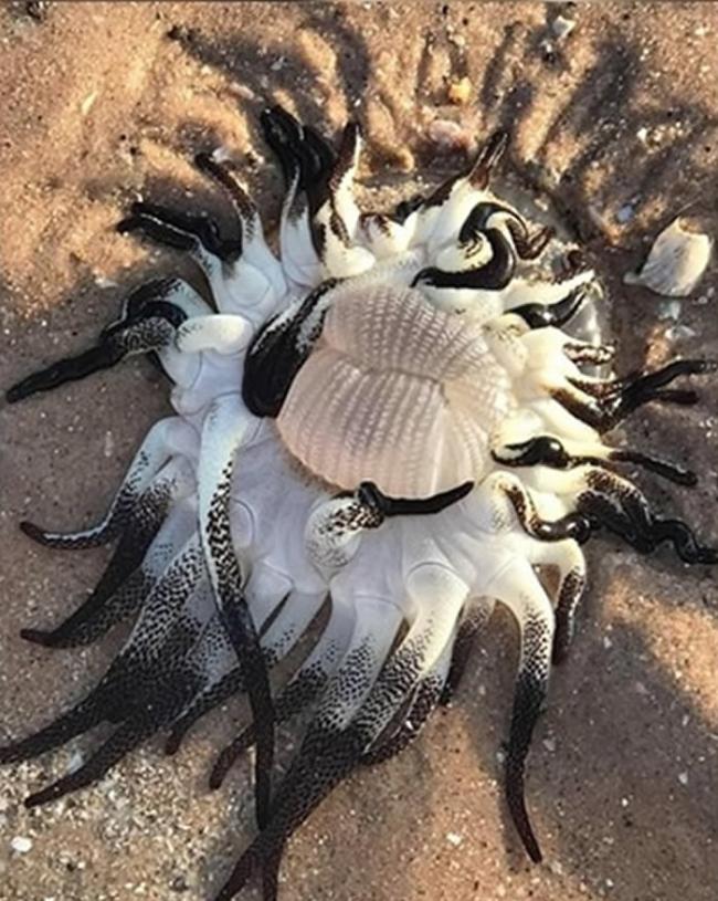 西澳大利亚海滩惊现触须密密麻麻的神秘海洋怪物 生物学家称是海葵