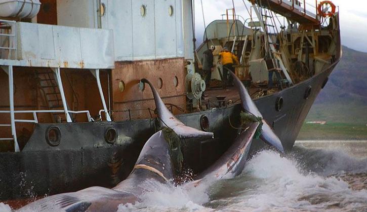 日本的所谓“科研捕鲸”近年来在全球引发强烈争议