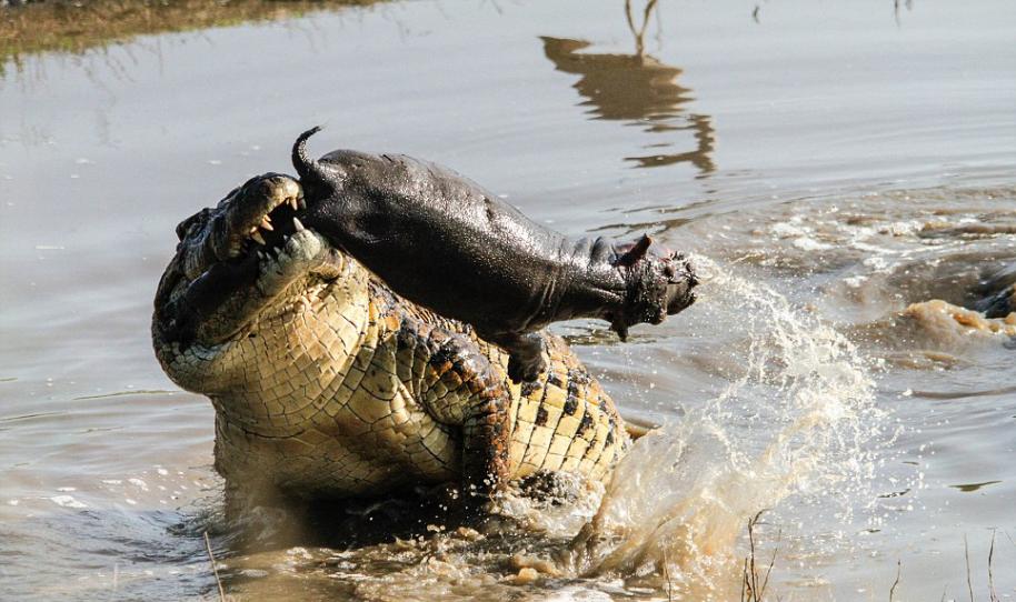 南非克鲁格公园鳄鱼撕咬河马宝宝