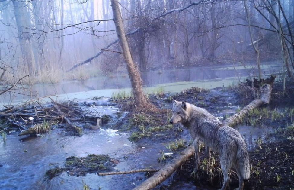 切尔诺贝尔核灾现场附近，一匹欧洲灰狼在禁止人类入内的地区信步而行。这个地区的野狼数量增长，是其他区域性保护区野狼的七倍。 Photograph by Serge