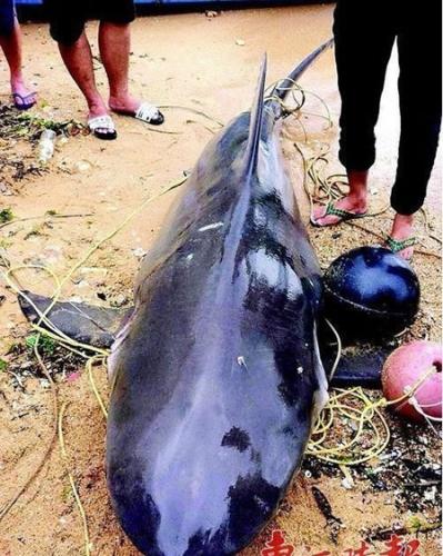 广东惠州渔民在岸边捕获500斤大鲨鱼