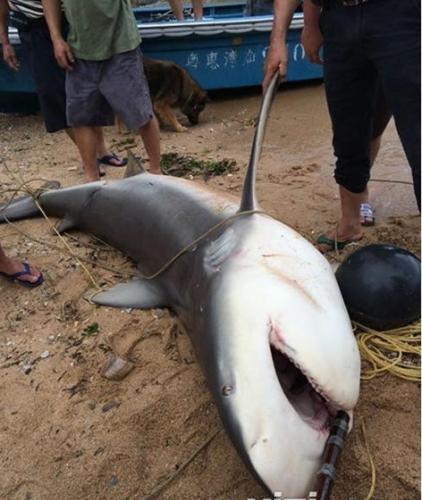 广东惠州渔民在岸边捕获500斤大鲨鱼