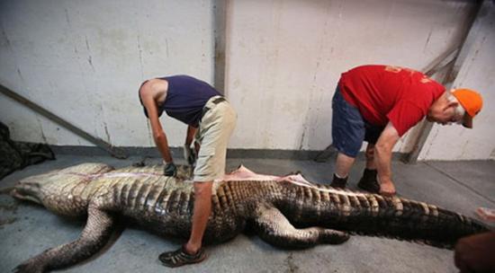 美国渔民捕获千磅巨鳄 鳄鱼腹中发现完整的鹿遗骸