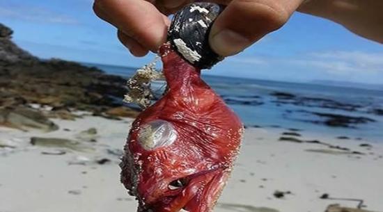 南非开普敦海岸惊见“魔鬼鱼”出没