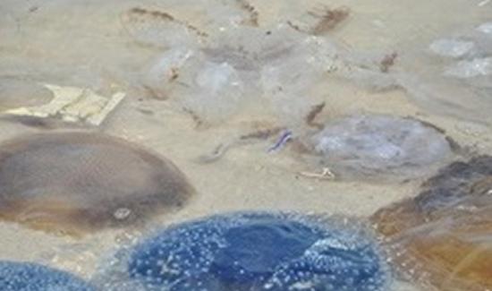 冲上华欣海滨沙滩的水母，当中有的属有毒水母。