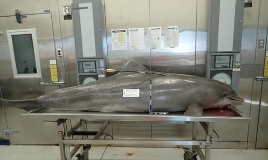 奥兰治海滩发现的海豚中箭后，煎熬5天才死亡。