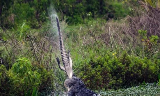 美国佛罗里达州自然保护区大鳄鱼猎杀小鳄鱼