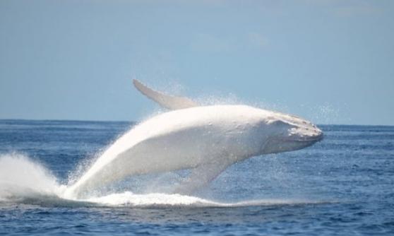 Migaloo是全球唯一有纪录的白色座头鲸