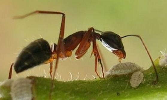 芬兰科学家研究发现蚂蚁感染病菌时会吃下毒物以毒攻毒