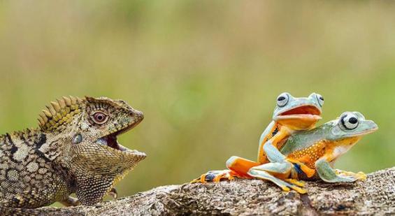 印度尼西亚一只蜥蜴好奇观看两只青蛙交配
