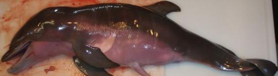 惨死的樽鼻海豚，原本尚有数周就会诞下小海豚。