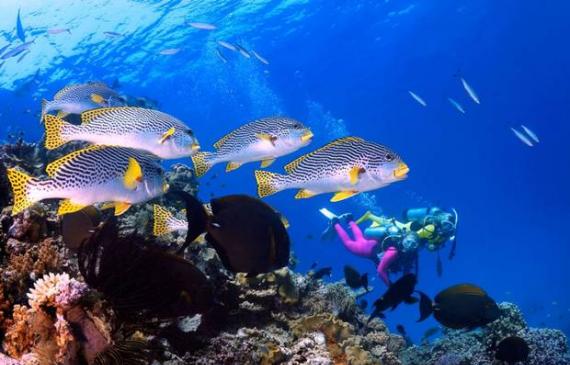 澳大利亚公布对大堡礁长期保护计划的最终版本