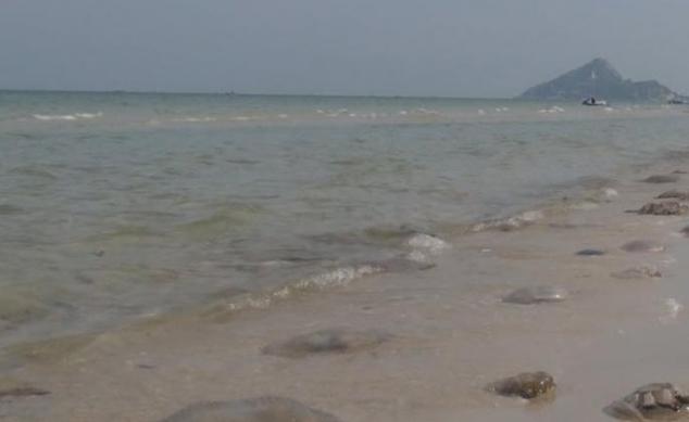 海滨沙滩遍布大量五颜六色的水母