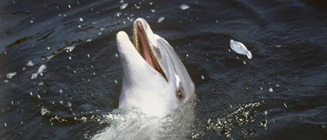 喀麦隆驼海豚未来数年可能因为被渔船捕获而从地球上消失