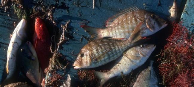 气候变化下，鱼类最有可能受到食物链崩溃影响。