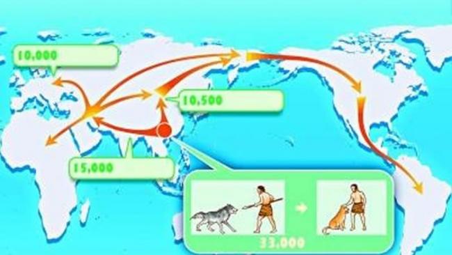 研究表明狗是在约3.3万年前开始在东亚南部地区逐渐被人类驯化