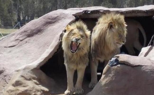 奥太维野生动物园设有有狮子园区。