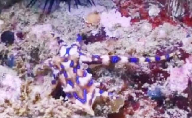 潜水人员在二见浦海岸拍到蓝圈章鱼的踪影。