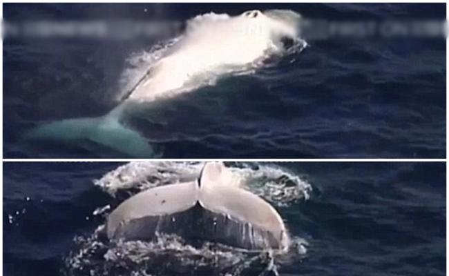 被指是Migaloo的鲸鱼在昆士兰海域出没
