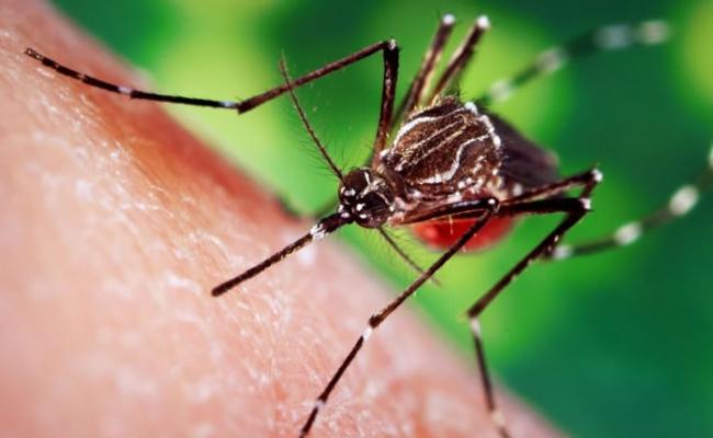 蚊子能传染登革热等致命疾病，各国都想方设法解决蚊患。