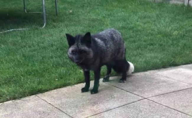 英国柴郡奥萨格民居花园惊现极为罕见的银狐