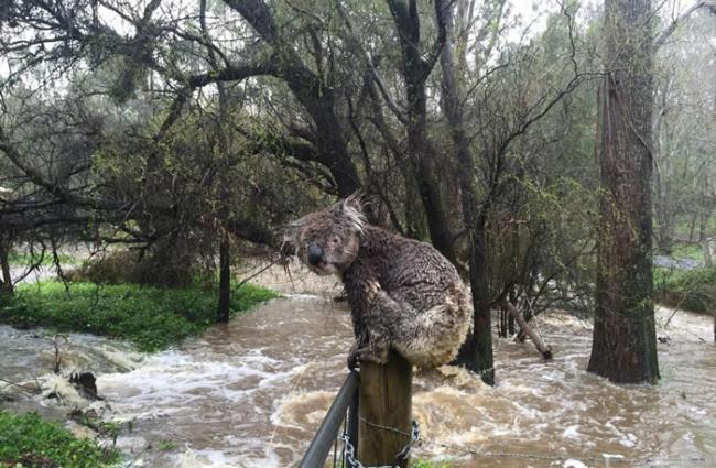 暴风雨袭击澳洲！无尾熊为躲避洪灾卷缩栏杆上狼狈惹人怜