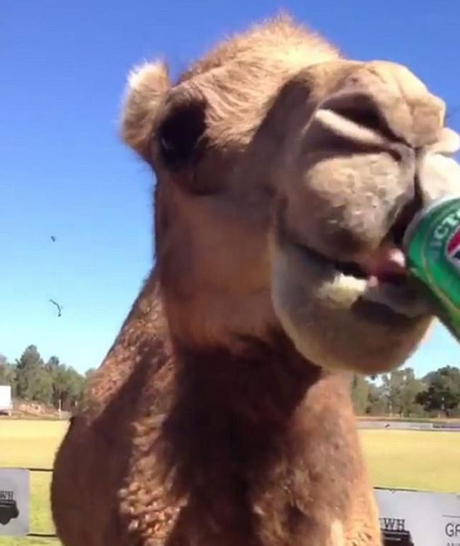 澳洲新南威尔士省骆驼一口气喝完整罐啤酒