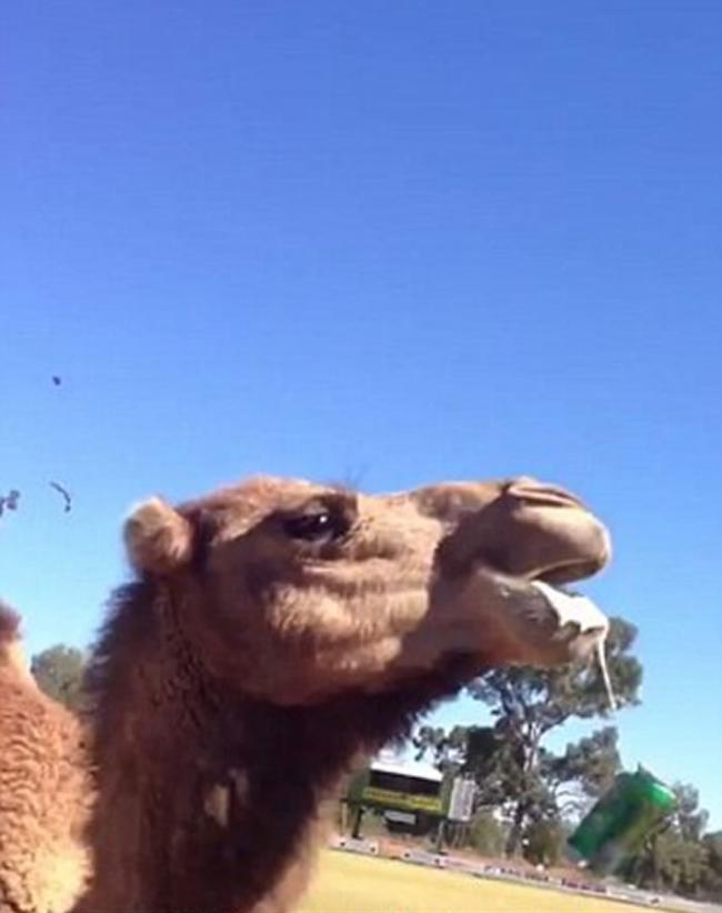 澳洲新南威尔士省骆驼一口气喝完整罐啤酒