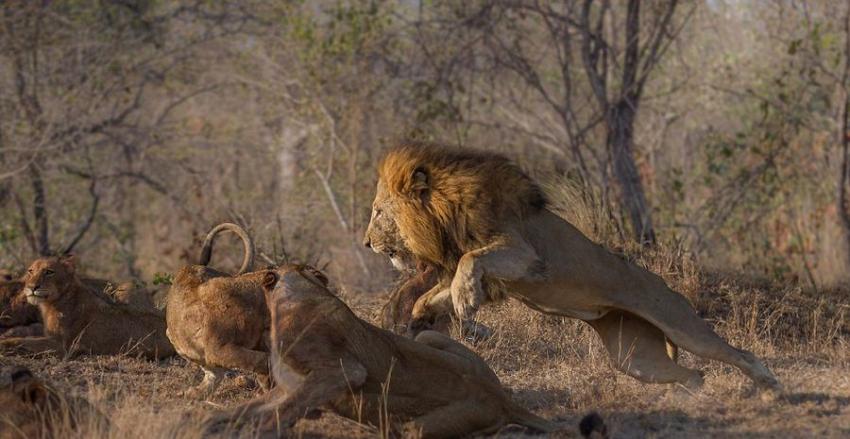 南非克鲁格国家公园狮群为争夺食物而厮杀