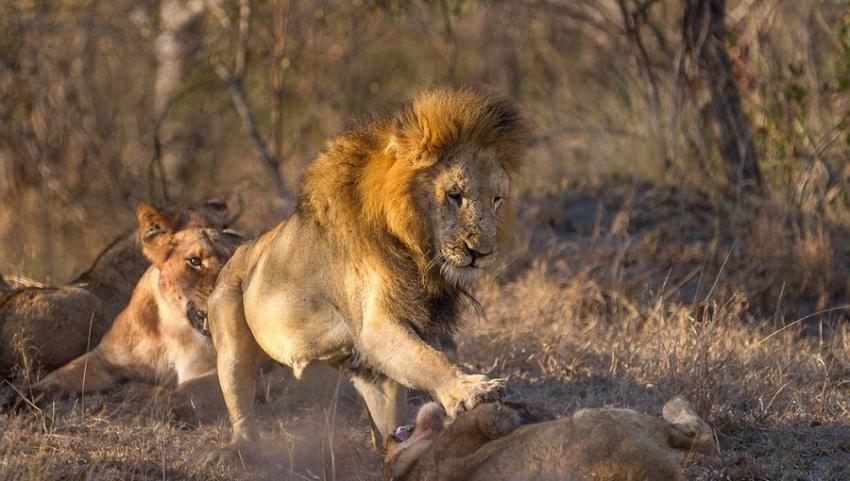 南非克鲁格国家公园狮群为争夺食物而厮杀