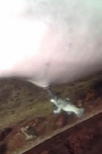 海豚生殖器勃起，并插入一条死鱼的口中