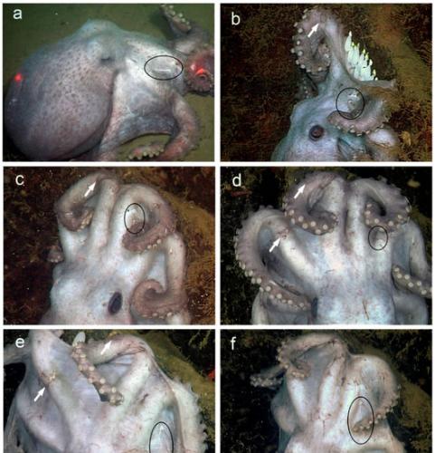 一只雌性深海章鱼打破了孵化记录