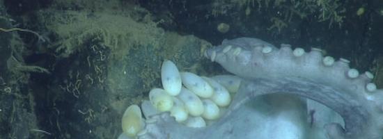 一只雌性深海章鱼打破了孵化记录