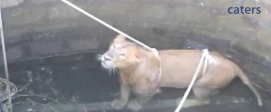 印度村民合力救起掉落18公尺水井的濒危亚洲狮