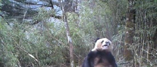 野外视频监控捕捉拍摄到大熊猫吃饱后“自慰”