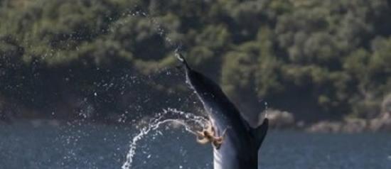 海豚跳出水似乎是为了甩掉章鱼