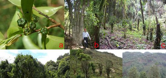 大理茶（Camellia taliensis）a. 幼果；b. 野生状态；c. 砍伐后的野生植株；d. 近期就地驯化；e. 近期异地驯化；f. 栽培